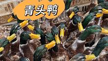 端午节到了，农村青头鸭价格上涨，看看多少钱一斤