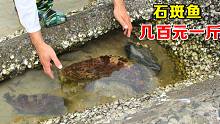 阿聪海边发现鱼洞，原来是200一斤的芝麻斑，还不止一条发财了