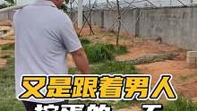 又是跟着男人挖蛋的一天！#鳄珍#鳄鱼养殖场 