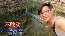 鱼塘里放了6条鲤鱼，把水放干，没想到藏着一条恶货，有1米多长