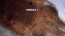 小墨鱼孵化了