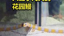 入缸了几天的花园鳗