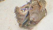 小馒头蟹也能撬贝壳了