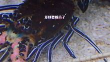 大龙虾要蜕壳了还，到了条新龙虾#海缸 #水族 #白须龙虾 #龙虾 