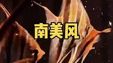 今天让我的鱼缸变成南美风，搭配埃及是不是绝配！？
#观赏鱼 #南美缸 #神奇动物在抖音 #热带鱼 #