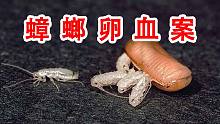 这是一个悲伤的故事！一枚蟑螂卵引发了一场血案！