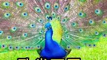 孔雀开屏#动物世界 #精彩片段 #孔雀 #孔雀开屏 #随拍 #热门 #万物皆有灵性 