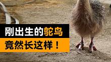 刚出生的鸵鸟有多大？探秘一下鸵鸟养殖场