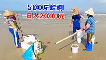 乡下赶海人，一天挖蛤蜊500斤爆赚2000元是什么体验？阿聪带你看看