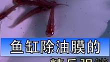 鳉科鱼是不是都能除油膜啊，之前用过玛丽鱼孔雀鱼感觉效果还行，但是水面太大的话他们就有点力不从心了#青