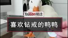 外国网友养的一只柯尔鸭，拒绝主人给它身上贴的任何贴纸，唯独对钻戒贴纸情有独钟#柯尔鸭 #可爱 #宠物