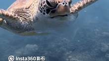 海龟：我给家人们来段吃播？#带着insta360去潜水 #动物世界 #海洋