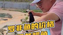 用罗非鱼的价格买条鳄鱼腰带？#鳄鱼养殖场 #鳄珍 