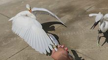 饭前一支舞，救助放生的白鹭，每天准时回家吃饭！