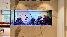 分享一个屏风缸，喜欢海缸鱼友装修家里时候就可以设计进去！#海缸 #小丑鱼尼莫 #水族 #玻璃缸中的大