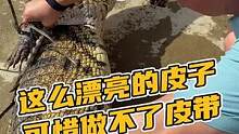这么漂亮的皮子，是做不了皮带的#鳄鱼养殖场 #鳄珍 