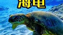 美丽的海龟#动物世界 #精彩片段 #海龟 #海洋生物 #热门 #万物皆有灵性 #动物 