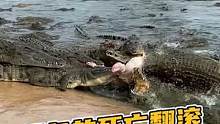 鳄鱼的滚筒洗衣机？刺激不刺激！#鳄鱼养殖场 #鳄珍 