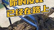 你的皮鞋已经在路上了！#鳄鱼养殖场 #鳄珍 