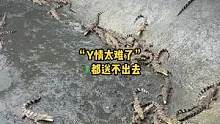 #鳄鱼养殖场 #太难了 #水产人