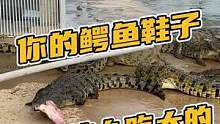 你的皮带就是这么一点点吃大的！#鳄珍 #鳄鱼养殖场 