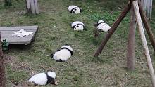 熊猫团子不能在大热天晒，会化的！
