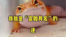 我就是“宫如其名”的迷#豹纹守宫 #萌宠 #爬宠日常 #神奇动物在抖音 #守宫 #爬宠