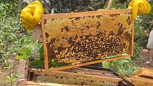 今天现场割蜂蜜，6桶看能产多少斤，摇出来一称大家都乐坏了