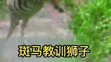斑马教训狮子#狮子 #斑马 #动物世界 #精彩片段 #热门 #万物皆有灵性 
