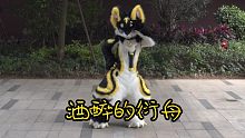 【fursuit】酒 醉 的 蝴 蝶 ！！！