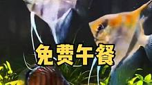 谁说天下没有免费的午餐？
#观赏鱼 #七彩神仙鱼 #燕鱼 #埃及神仙鱼 #造景鱼缸