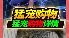 24种奇异猛宠的购物车习惯，每天喂食必备营养品，你都了解多少 #吃货们的购物车 #奇异动物召集令  