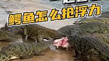 鳄鱼的翻滚有多带劲！#鳄鱼养殖场 #鳄珍 