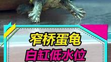 小龟搬家，快快变白吧~#窄桥蛋龟 #水族 #宠物龟 