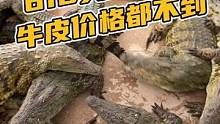 618买鳄鱼鞋，牛皮价都不需要！#鳄珍 #鳄鱼养殖场 
