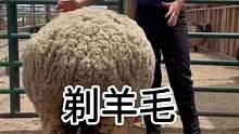 #解压 #剪羊毛 剃羊毛