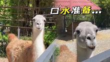 总感觉，它下一秒就会对我吐口水！【羊驼】