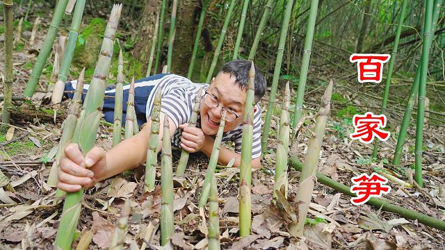 这片竹林掰竹笋真过瘾，20分钟就能掰100斤，和茴香炒着，真下饭