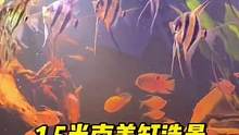 1.5米南美原生缸造景，埃及美极品了#南美缸 #南美缸造景 #造景鱼缸 #养鱼日记 #鱼缸造景 #养