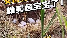 这应该算是明抢吧？又来抢鳄鱼妈妈的宝宝了！#鳄鱼养殖场 #鳄珍 