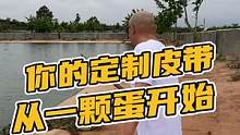 你的定制皮带，是从一颗蛋开始的！#鳄鱼养殖场 #鳄珍 