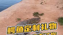 这个礼物真的让人难以忘怀！#鳄鱼养殖场 #鳄珍 