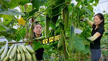 第8批黄瓜采收，产量依然不少，不用剪刀是有原因的！丰收的喜悦