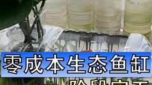 一个零成本的生态鱼缸，不加过滤没噪音，你也可以打造一个。不过你们觉得它能养好我的鱼吗？#塑料瓶鱼缸 