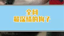 全网最深情的狗子，最后的眼神像极了爱情#萌宠 #小阿秋讲故事 