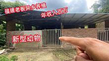 福建老板异乡养肉牛亏80万，改行养新品种动物，连本带利赚100万