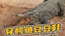 穿鳄鱼豆豆鞋有多带劲？跑步都没问题！#鳄鱼养殖场 #鳄珍 