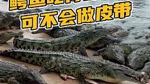 这些鳄鱼这么漂亮，可不是用来做皮带的！#鳄珍 #鳄鱼养殖场 