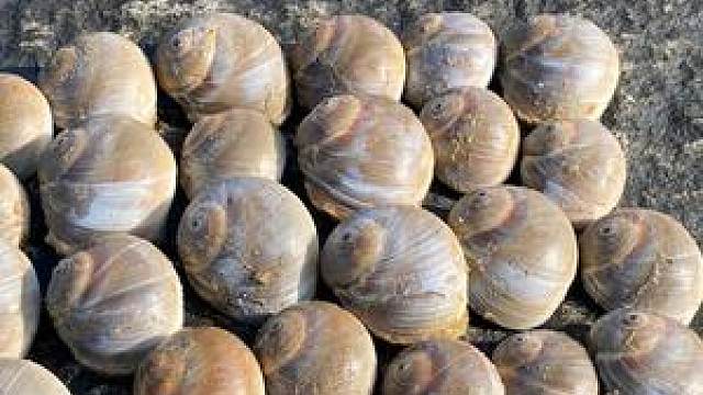 赶海发现猫眼螺的卵,下面藏着拳头大的猫眼螺,个头真不小 #赶海 #赶海