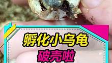 小乌龟们陆续破壳而出啦~#乌龟 #孵化 